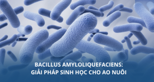 Bacillus amyloliquefaciens: Giải pháp sinh học cho ao nuôi